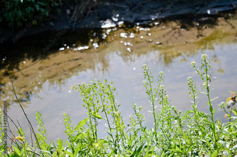 Fototapeta premium Wild Green Plants Growing Beside a Flowing Stream