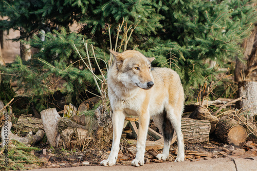 Gray wolf in the zoo, wild animal