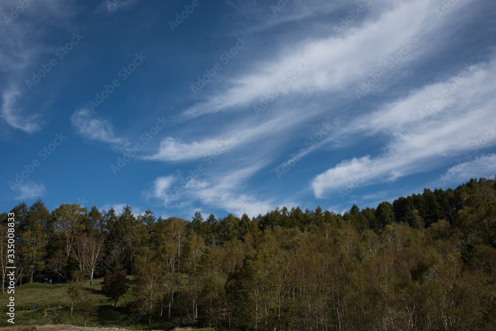 空と木 空と木