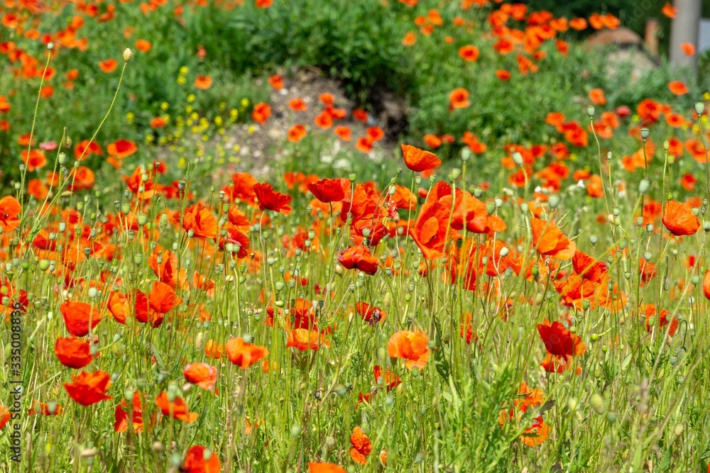 Beautiful red poppy plant in the forest or garden in nature. Slovakia