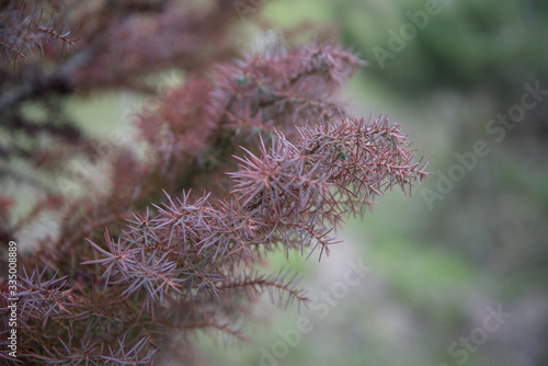 coniferous evergreen tree with bard needles. background