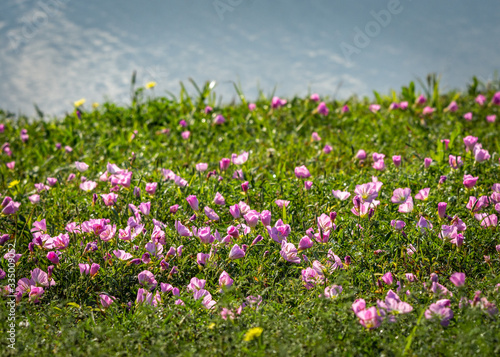 Wildflowers along Clear Creek in Pearland!