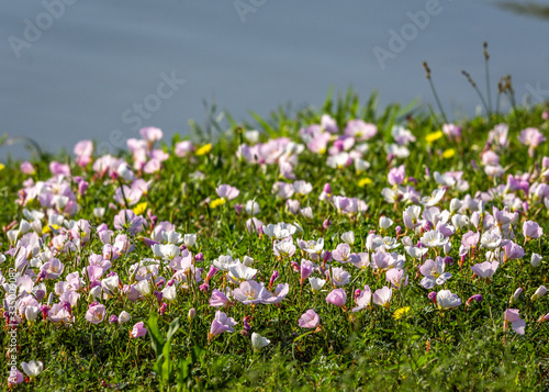 Wildflowers along the Shadow Creek Ranch Nature Trail in Pearland 