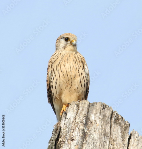 Common Kestrel on stump, Falco tinnunculus © dule964