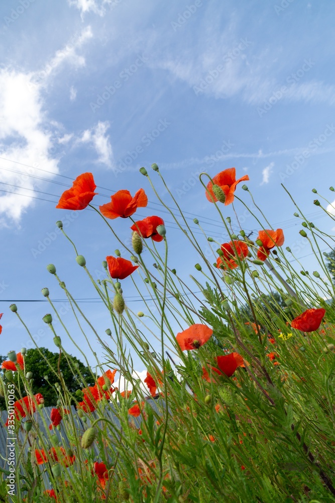 Obraz premium Beautiful red poppy plant in the forest or garden in nature. Slovakia