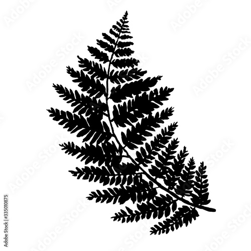 fern leaf vector, ink plant outline, hand drawing, black silhouette illustration.