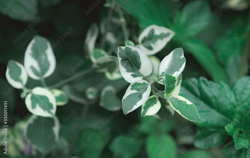 Variegated Dogwood Shrub. White green leaves of umbrella catchrird tree Nyctaginaceae Pisonia umbelliferata variegate. Close-up karikatuur plant, wit en groen blad. Variegated Dogwood Shrub. White green leaves of umbrella catchrird tree Nyctaginaceae Pisonia umbelliferata variegate. Close-up karikatuur plant, wit en groen blad.