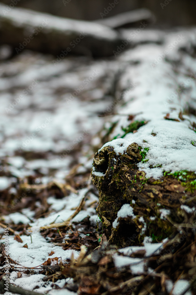 Fototapeta premium Snowy Branch With Green Moss