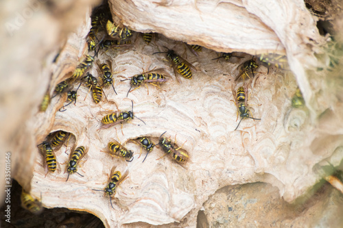 Wasps nest full of wasps