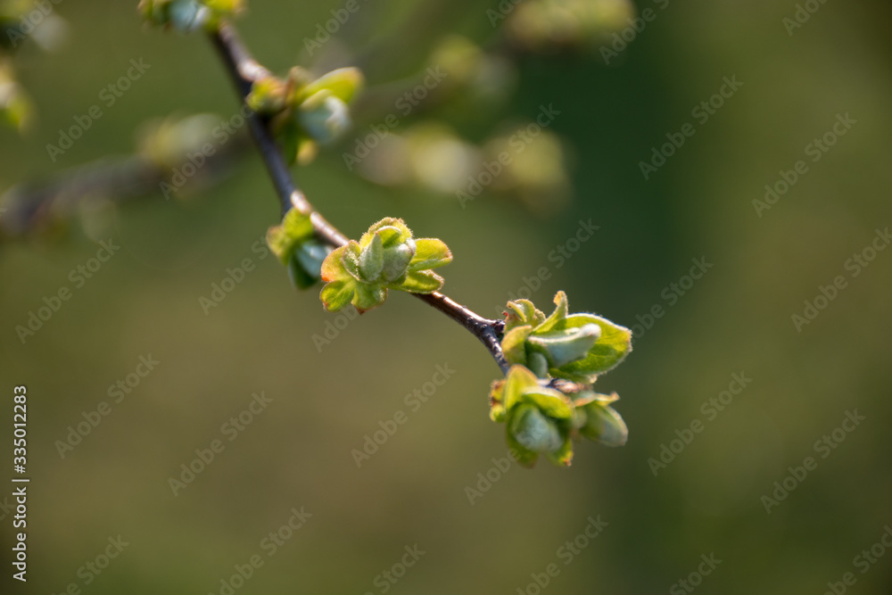 Springtime. Quince branches with green buds. Gentle evening lighting. Background green tones. Springtime. Quince branches with green buds. Gentle evening lighting. Background green tones.