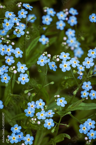 Close up of charming and beautiful blooming forget me not flowers in June