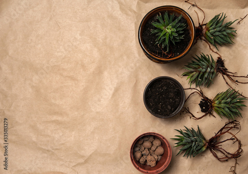 Free time. Spring transplanting of domestic plants. Haworthia, pots with drainage and earth on kraft paper. Free space.