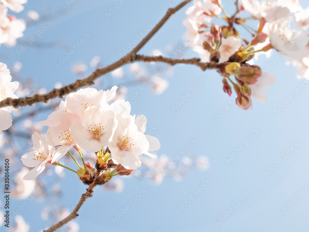 桜　春イメージ