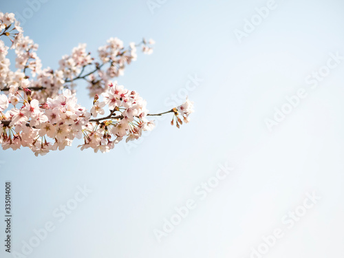 桜　春イメージ