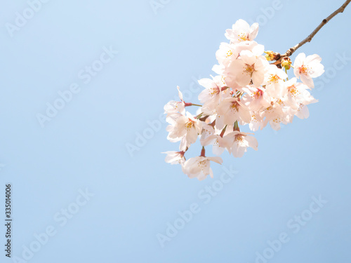 桜　春イメージ