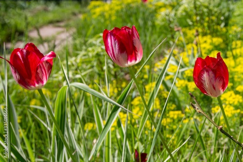 red tulips in flowerbed against the backdrop of greenery