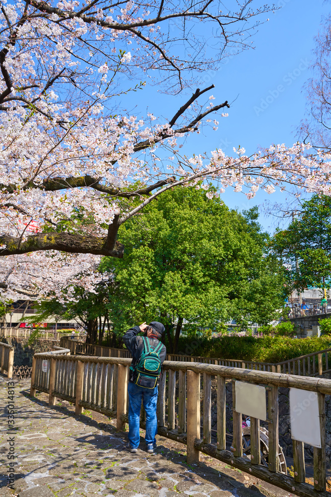One photographer photographing the cherry blossoms on a street with cherry blossoms. One photographer photographing the cherry blossoms on a street with cherry blossoms.