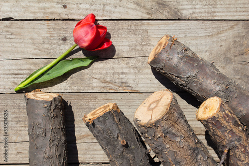Brutal top view of small red tulip and chopped firewoods on rough wooden background. (ID: 335014826)