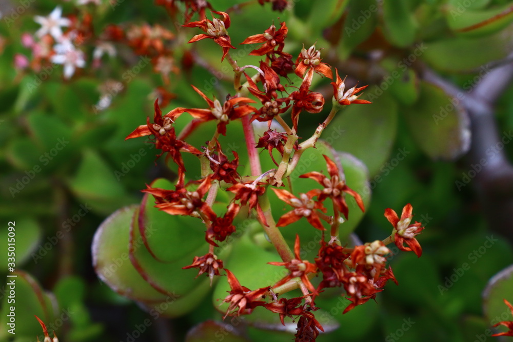 Obraz premium red berries on a branch