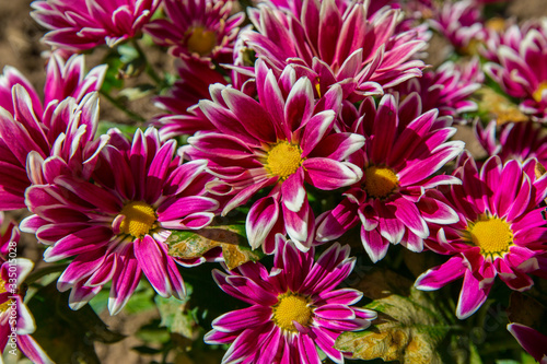 red chrysanthemums in a flower bed in the sun