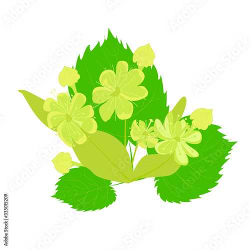 Hand drawn vector illustration of linden flowers, source of delicious honey and ingredient of aromatic herbal tea, on white background.