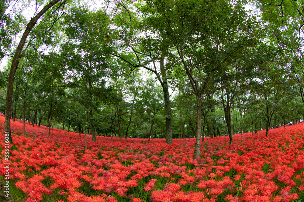 曼珠沙華の絨毯