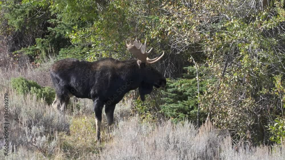 close view of a bull moose in grand teton national park in wyoming, usa close view of a bull moose in grand teton national park in wyoming, usa