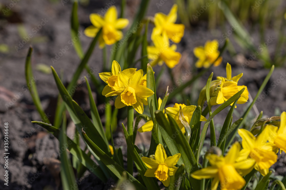 Yellow daffodils flowers in the park in early spring. Yellow daffodils flowers in the park in early spring.