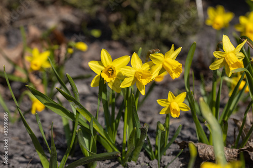 Fototapeta Naklejka Na Ścianę i Meble -  Yellow daffodils flowers in the park in early spring.