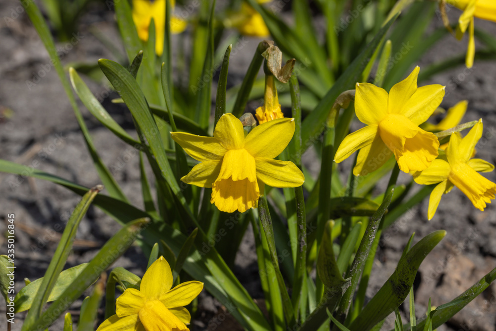 Yellow daffodils flowers in the park in early spring. Yellow daffodils flowers in the park in early spring.