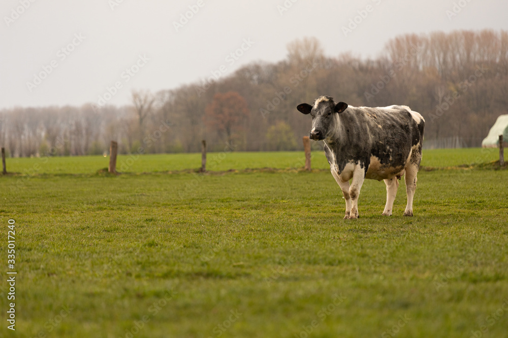 Fototapeta premium Kuh auf der Weide