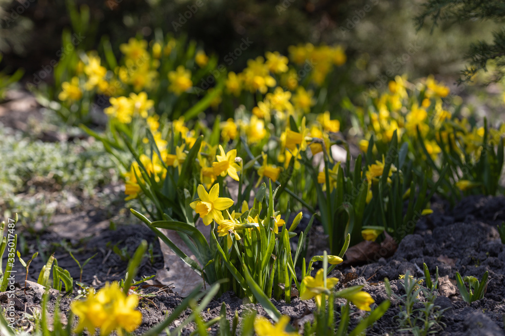 Obraz premium Yellow daffodils flowers in the park in early spring.