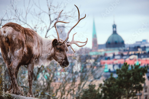 Reindeer at the rocky cliff looking at Stockholm city. Landscape with red deer with city on the background. Deer standing on the cliff.