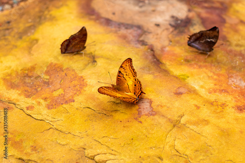 Top view of orange butterfly on yellow ground with blurred black butterfly, Common Cruiser photo