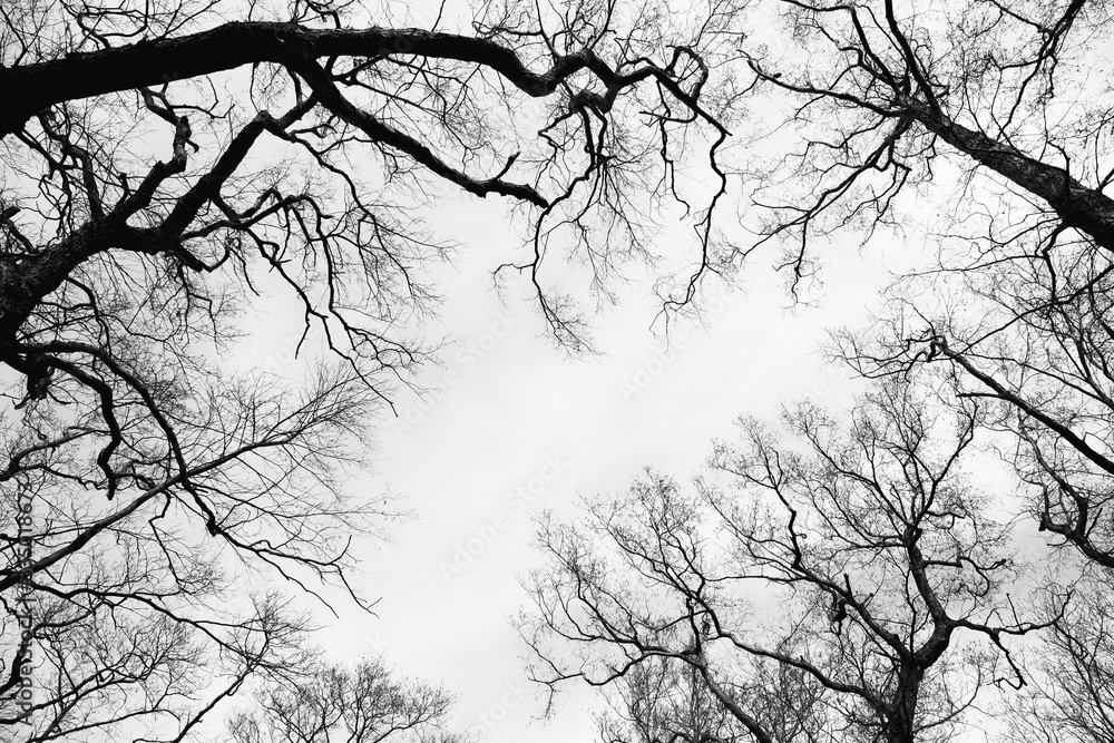 Fototapeta premium Black and white photo: bare tree branches against the sky. Copy space.