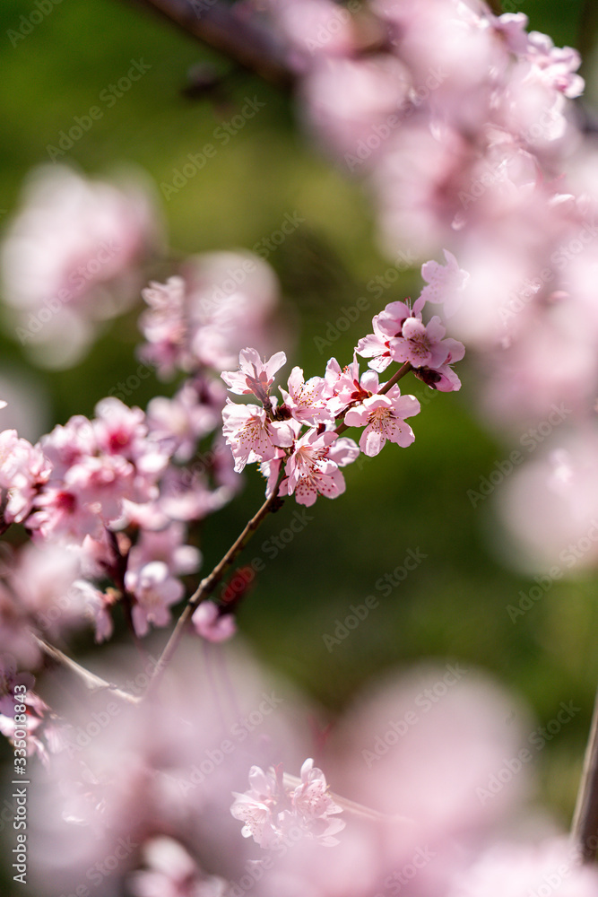 Spring peach blossom apricot sakura flower Spring peach blossom apricot sakura flower