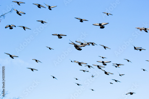 Selective focus. A large flock of pigeons fly in the blue sky. It can be used as a background