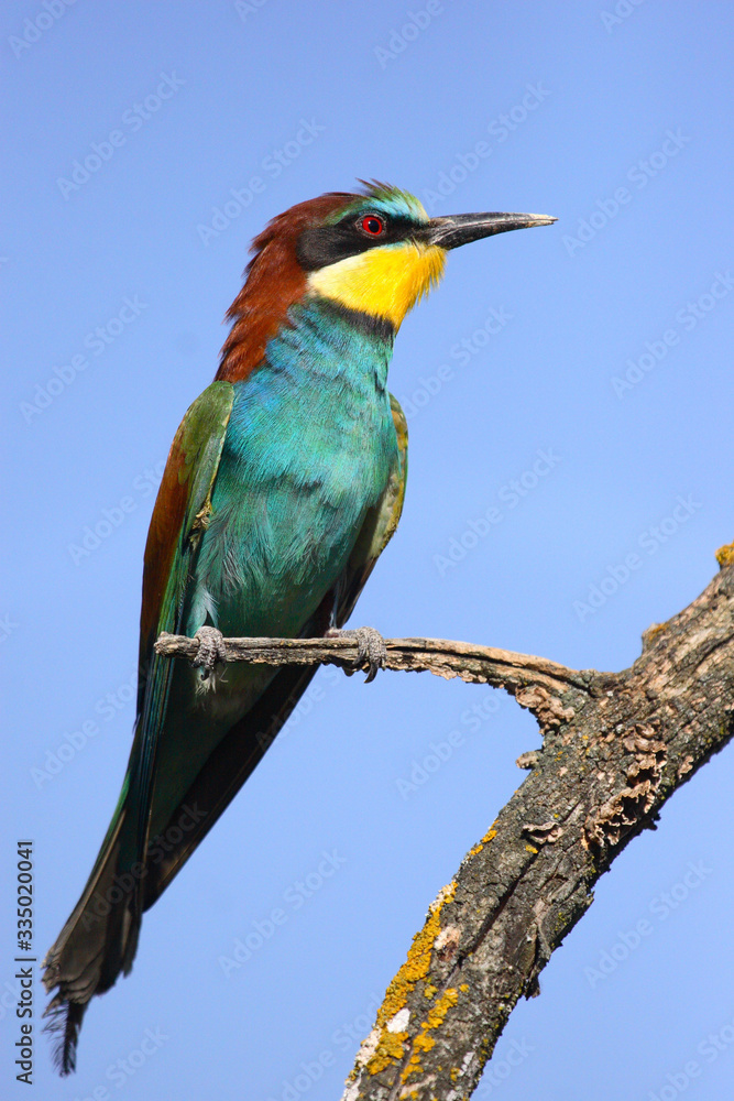 Obraz premium Bee-eater perched on a branch a sunny day with blue sky in the countryside in spring.