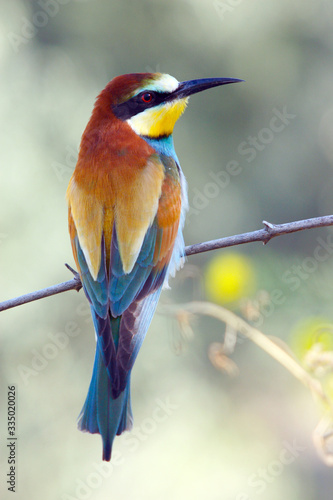 Bee-eater perched on a twig in the countryside in the sun in spring.