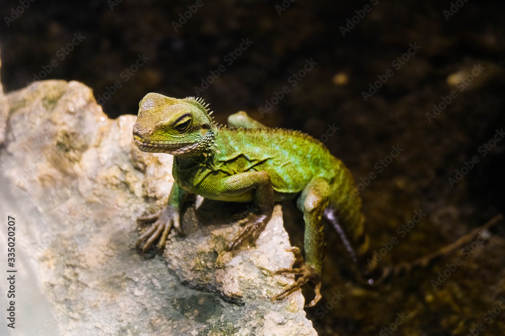 Fototapeta premium Green lizard exotic reptile close up. Green dragon on the stone. Garden lizard portrait close up.