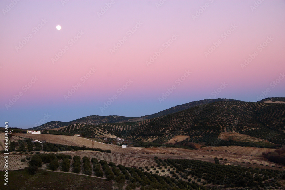 Countryside night landscape with olive groves and full moon.