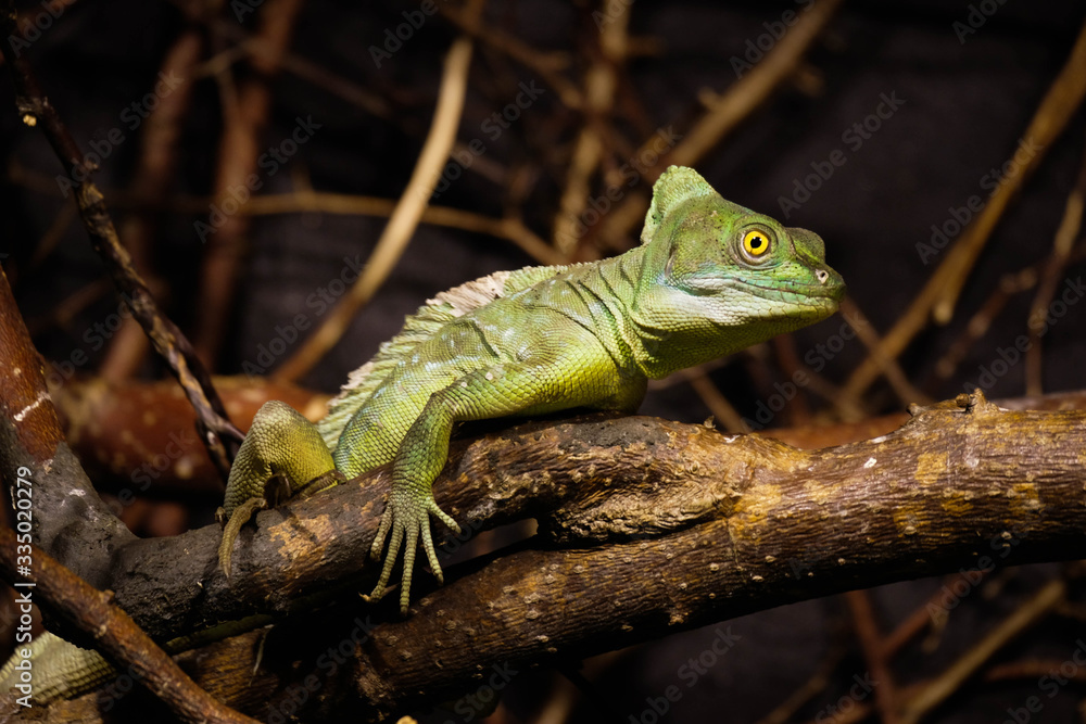 Fototapeta premium Green chameleon exotic reptile close up. Green dragon on the stone. Garden lizard portrait close up.