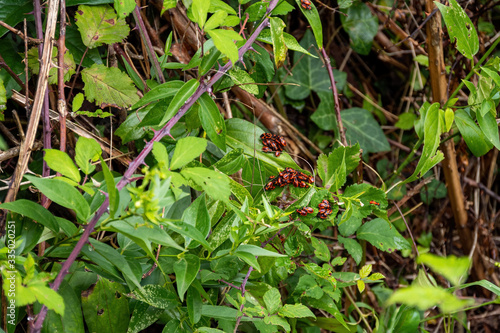 Group of firebugs, pyrrhocoris apterus, insect, red bug, bug soldier, a bunch of red bugs basking on the bark of a tree.