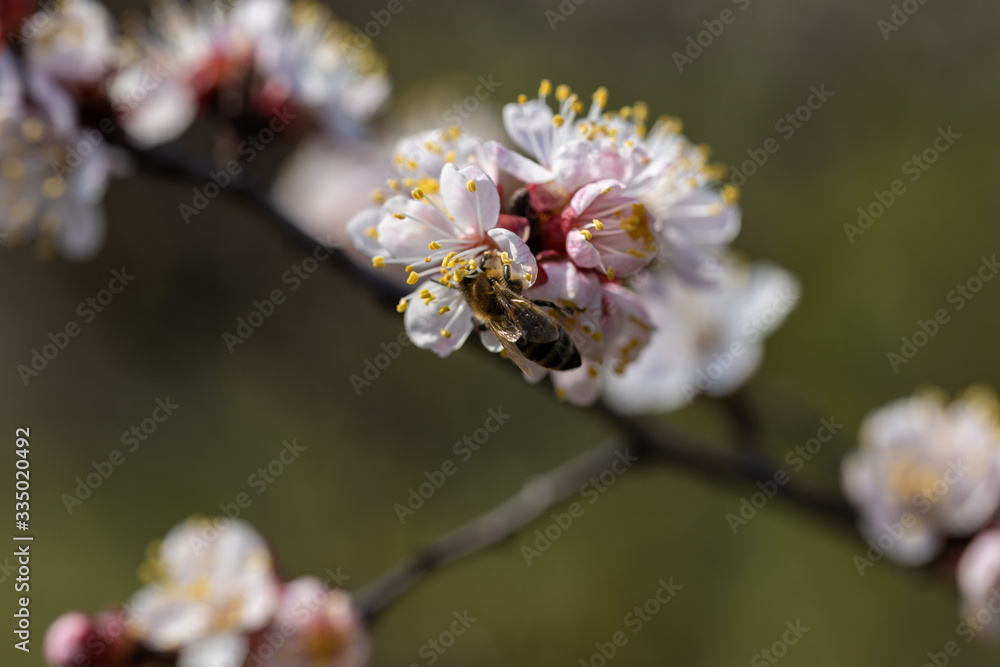 A bee on the white flowers of an apple tree in spring. A bee on the white flowers of an apple tree in spring.