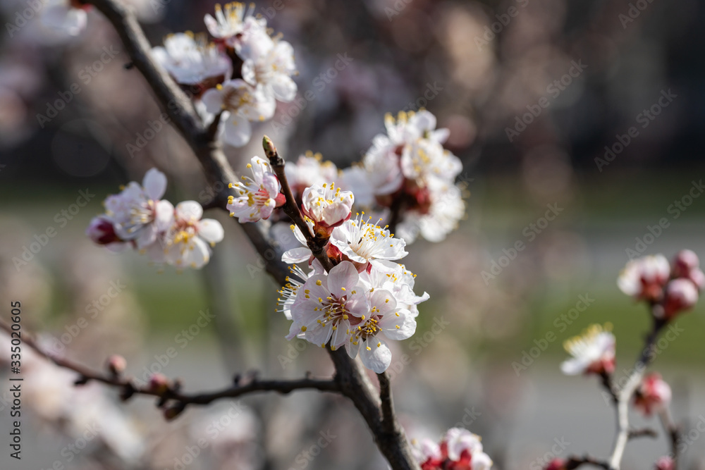 White flowers of apple tree in spring. White flowers of apple tree in spring.