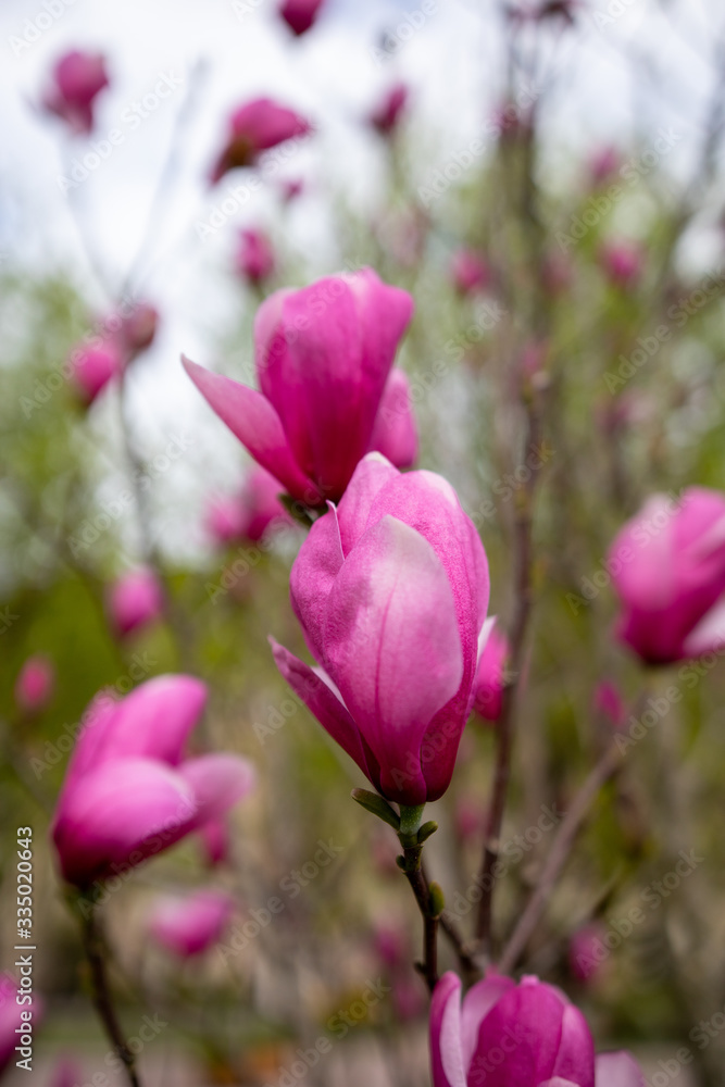 Pink magnolia big bud, close up. Natural light, natural colors