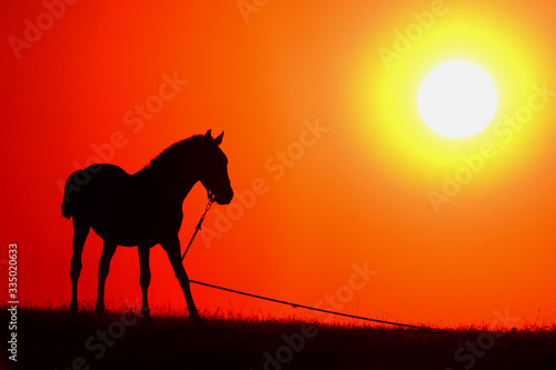 Lonely horse in a backlit meadow with an orange sky background and some clouds.