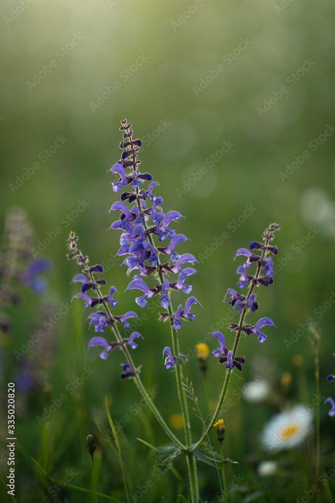 Fototapeta premium Salvia nemorosa „Marleau Blue wild flower flora plant