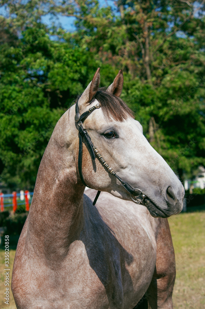 Obraz premium Cheval gris trakehner