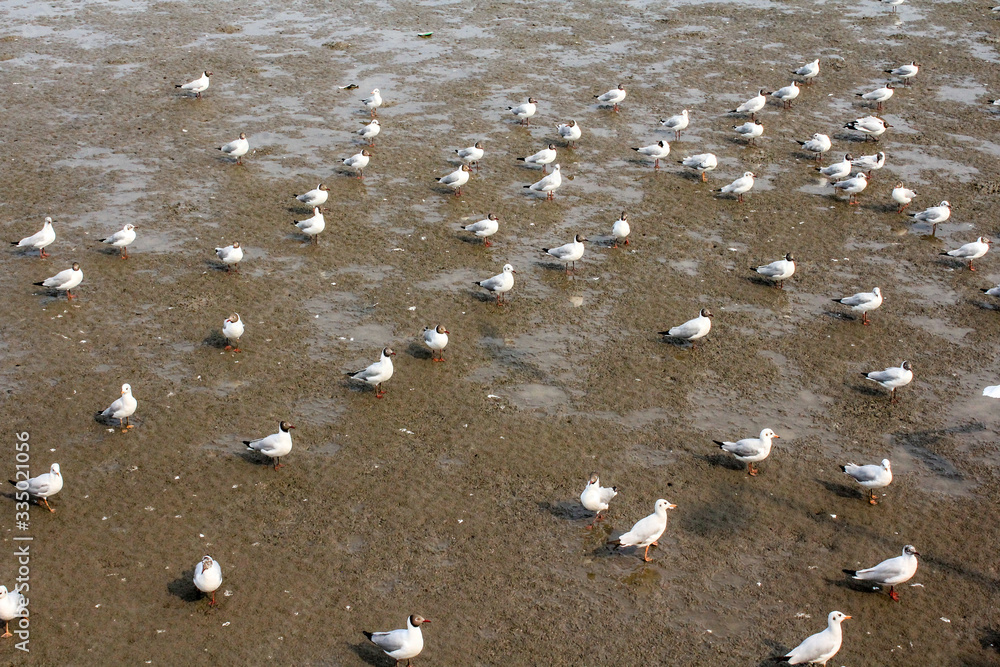 Seagulls standing on the beach at Bangpoo Samut Prakarn Thailand Seagulls standing on the beach at Bangpoo Samut Prakarn Thailand